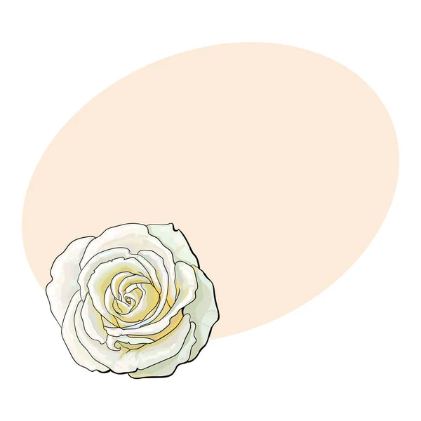 Głęboko Biała Róża, widok z góry na białym tle szkic wektor ilustracja — Wektor stockowy