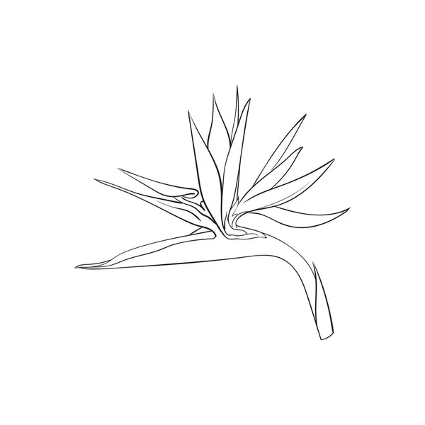 Ενιαία πουλί του παραδείσου, τροπική λουλούδι strelizia, σκίτσο εικονογράφηση διάνυσμα — Διανυσματικό Αρχείο