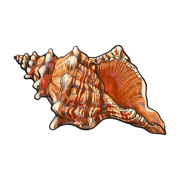 Färgglada spiral conch havet skal, isolerade skiss stil vektorillustration — Stock vektor