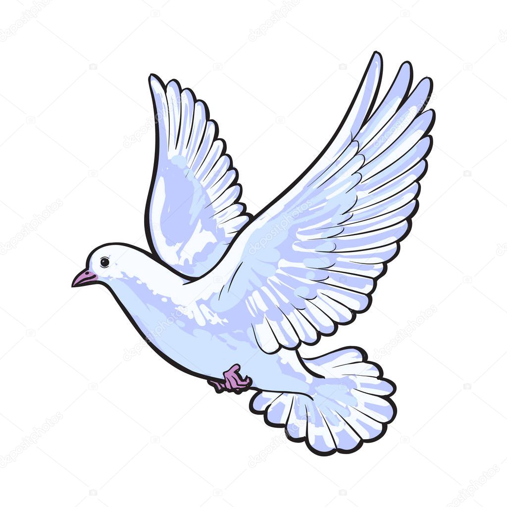 Free flying white dove, isolated sketch style illustration