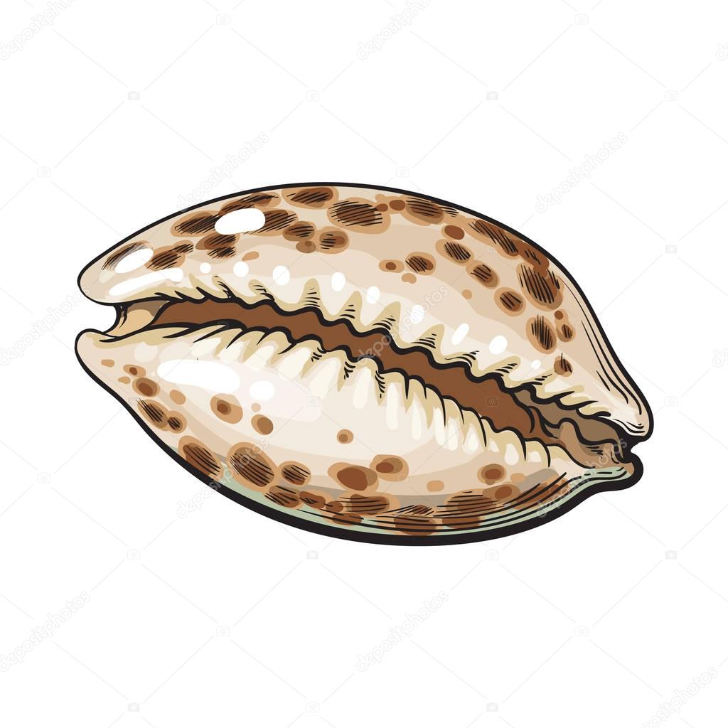 Colorful cowrie or cowry sea shell, sketch style vector illustration