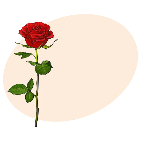 Rosa rubino rosso intenso con foglie verdi, illustrazione vettoriale isolata — Vettoriale Stock