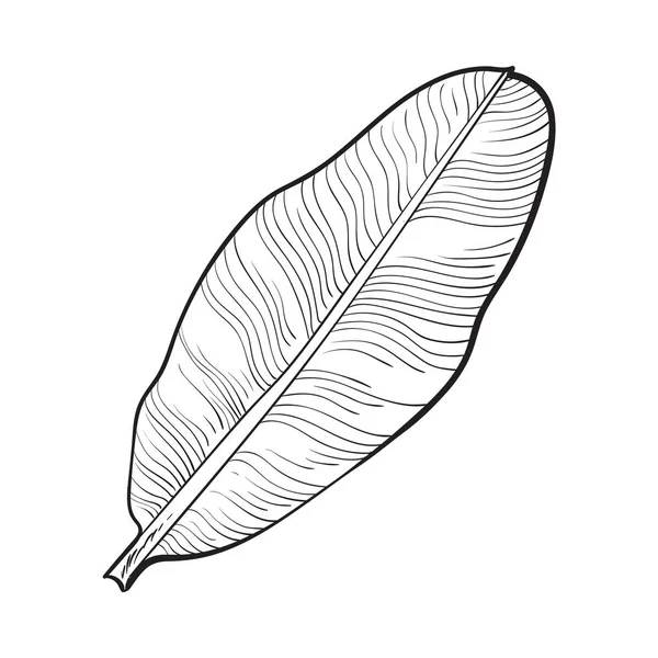 充满新鲜香蕉棕榈树的叶子，素描矢量图 — 图库矢量图片