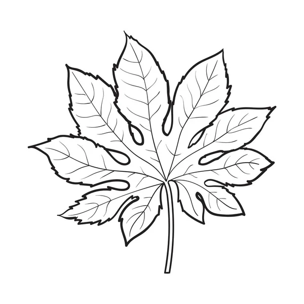 Full-leaf fatsia japonica φοίνικα, εικονογράφηση διάνυσμα σκίτσο — Διανυσματικό Αρχείο