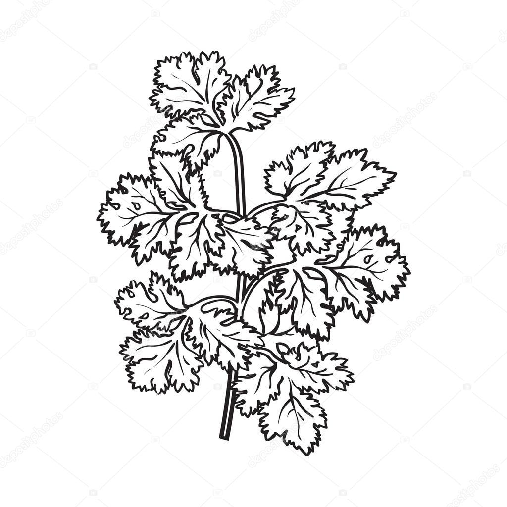 Coriander herb, cilantro, Chinese parsley leaves, sketch style vector