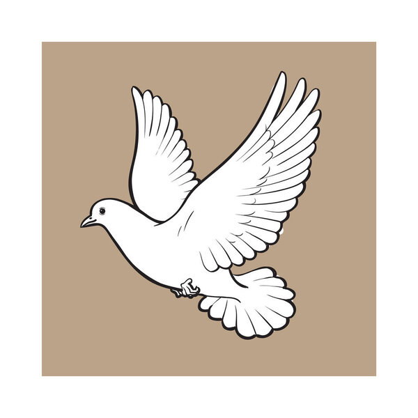 Free flying white dove, isolated sketch style illustration