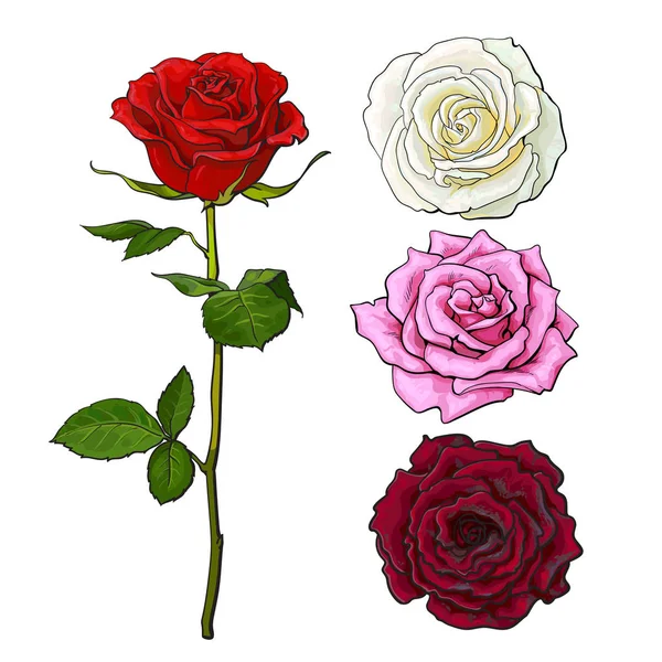 Set de rosa, blanco, rosa roja, vista superior y lateral — Archivo Imágenes Vectoriales