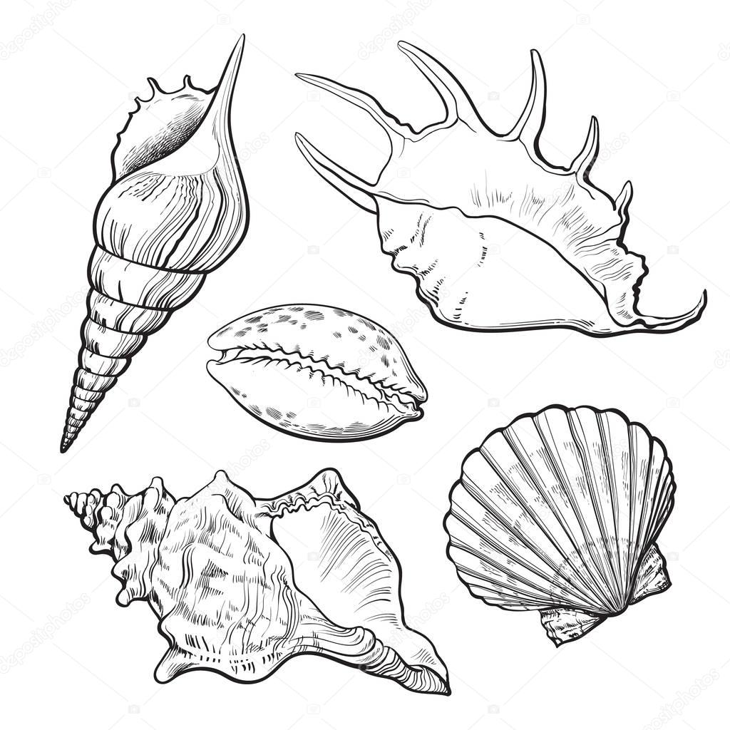 Set of various beautiful mollusk sea shells, isolated vector illustration