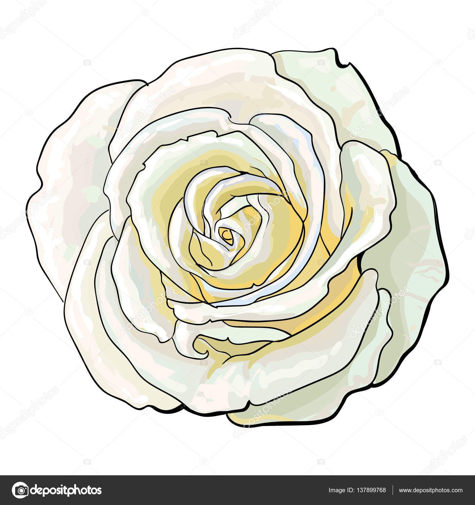 Top View Of A Rose Drawing Deep White Rose Top View Isolated Sketch Vector Illustration Stock Vector C Sabelskaya 137899768