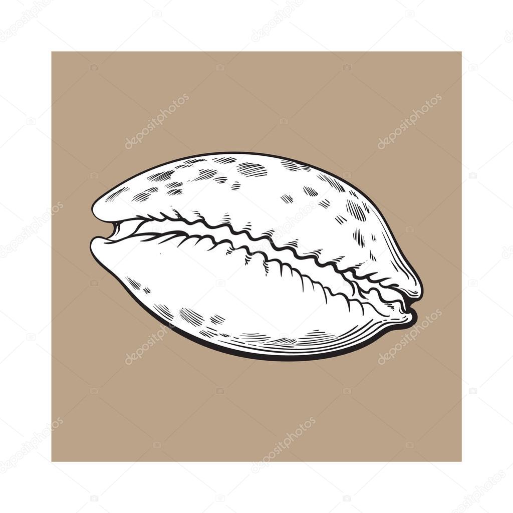 white cowrie or cowry sea shell, sketch style vector illustration