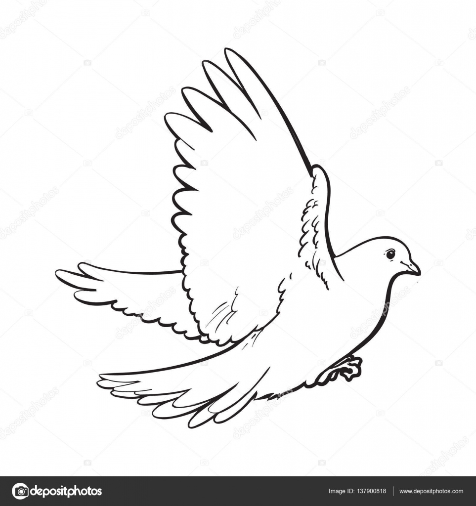 Dove sketch. Vector illustration of flying dove on white background ,  #Affiliate, #Vector, #illustration, #Dove, #sketc… | Dove sketches, Dove  drawing, Owls drawing