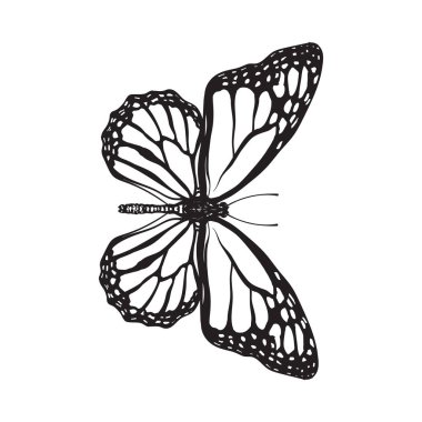 Top view of beautiful monarch butterfly, isolated sketch style illustration clipart