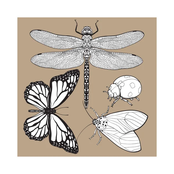 Conjunto de insectos como libélula, mariposa, mariquita y polilla — Archivo Imágenes Vectoriales