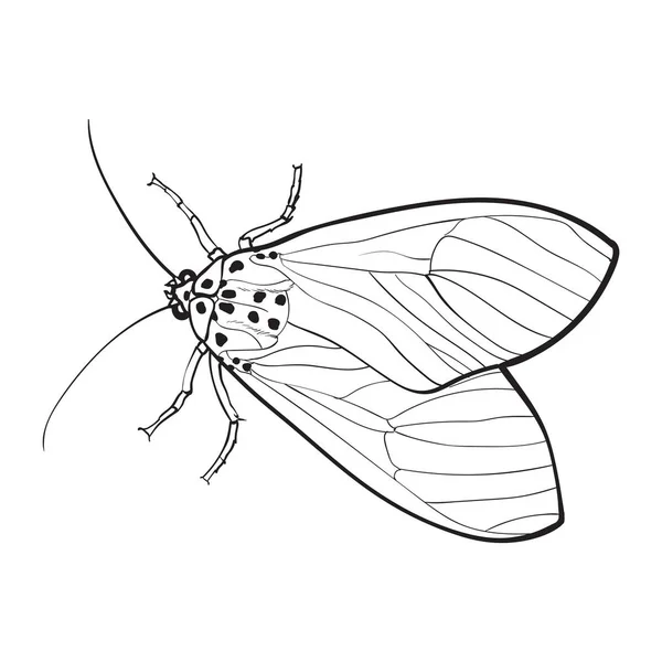 Vista superior de la polilla gris, ilustración de estilo de boceto aislado — Archivo Imágenes Vectoriales