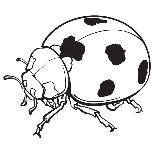 Kırmızı uğur böceği, uğur böceği ile siyah noktalar, kroki tarzı illüstrasyon izole — Stok Vektör