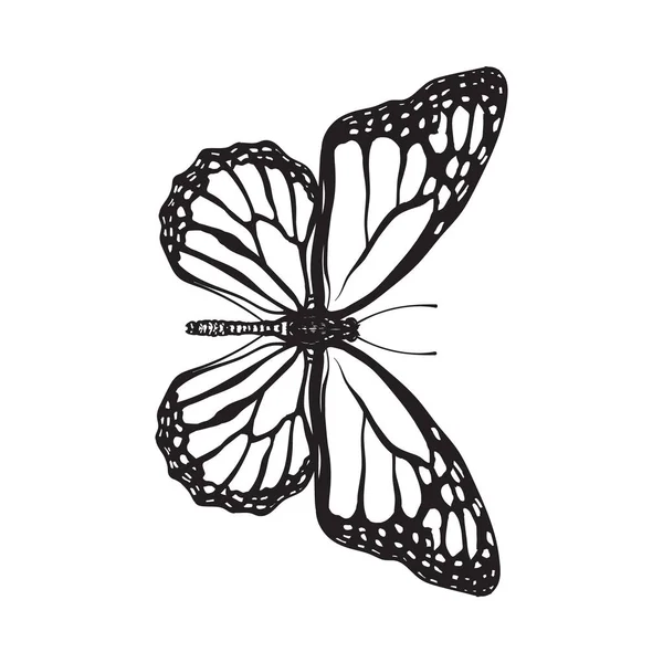 Vista superior de la hermosa mariposa monarca, ilustración de estilo de boceto aislado — Vector de stock