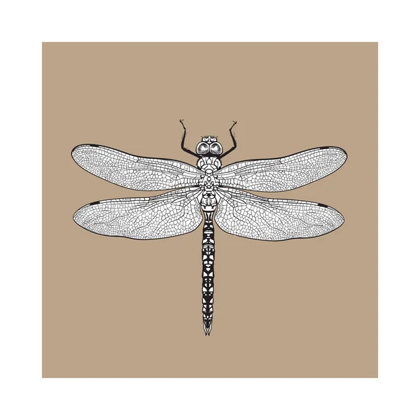 Vista superior de libélula con alas transparentes, ilustración de boceto aislado — Vector de stock