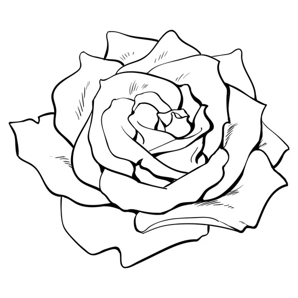 Глубокая контурная роза, рисунок на векторе сверху — стоковый вектор