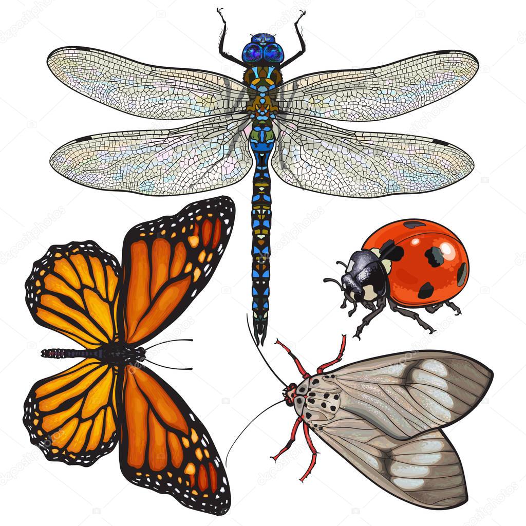 Set of insects like dragonfly, butterfly, ladybird and moth