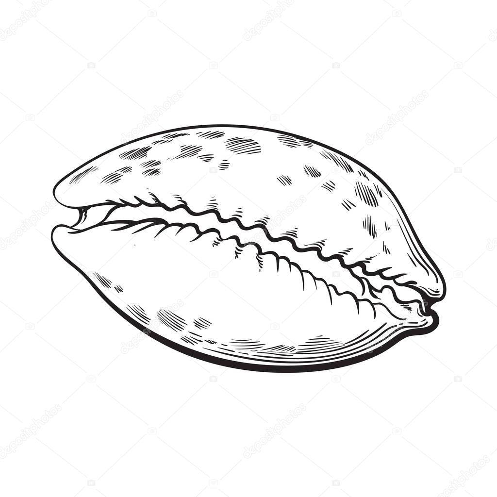 cowrie or cowry sea shell, sketch style vector illustration