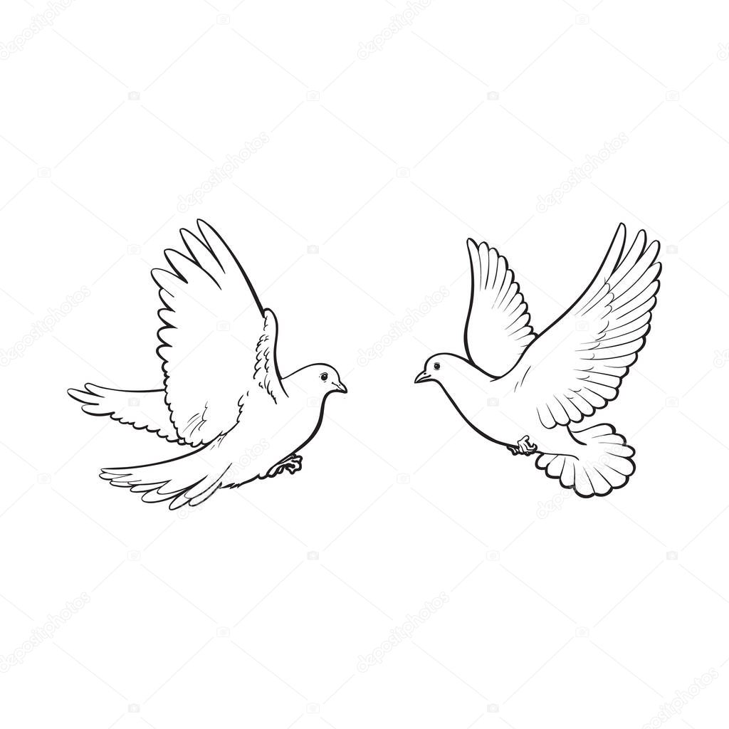Two free flying white doves, isolated sketch style illustration