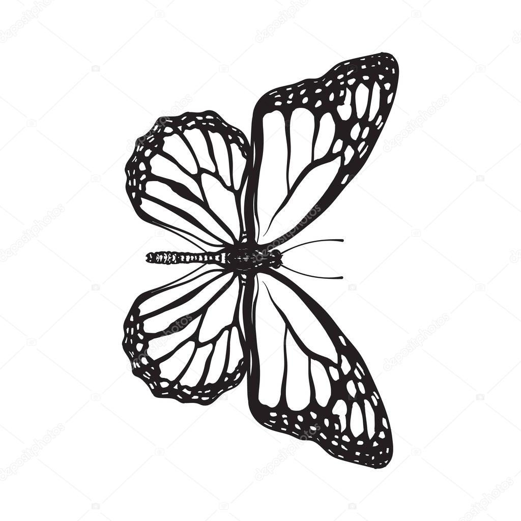 Top view of beautiful monarch butterfly, isolated sketch style illustration