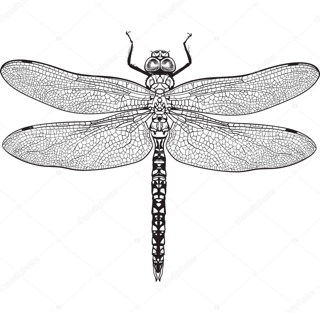 Top view of dragonfly with transparent wings, isolated sketch illustration
