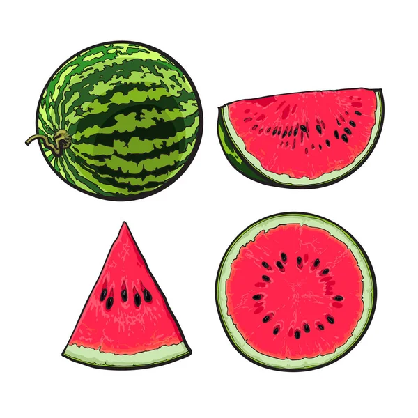 Hela, skissa halva, kvartal och skiva mogen vattenmelon, illustration — Stock vektor