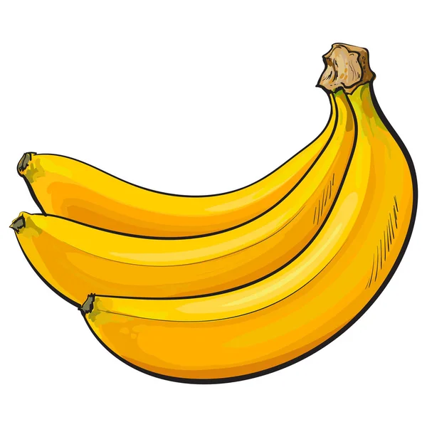 Bando de três bananas maduras não abertas, não descascadas, ilustração vetorial esboço — Vetor de Stock