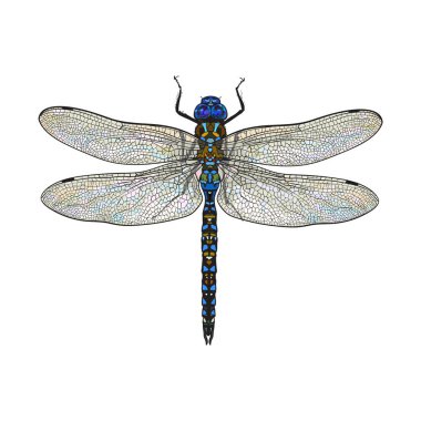 Top view of dragonfly with transparent wings, isolated sketch illustration clipart