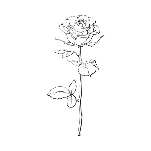 Głęboki kontur róża z zielonych liści, ilustracja na białym tle wektor — Wektor stockowy