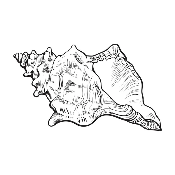 Concha espiral concha do mar, ilustração vetorial estilo esboço isolado —  Vetores de Stock