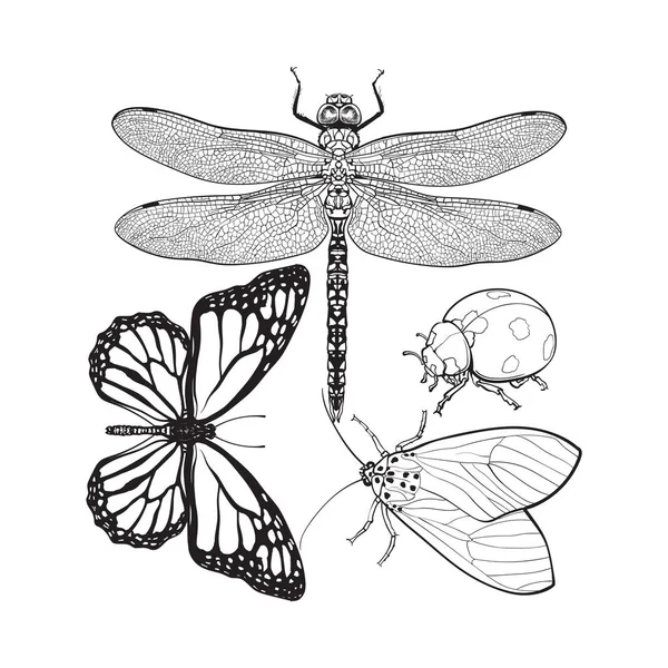 Insekten wie Libelle, Schmetterling, Marienkäfer und Motte — Stockvektor
