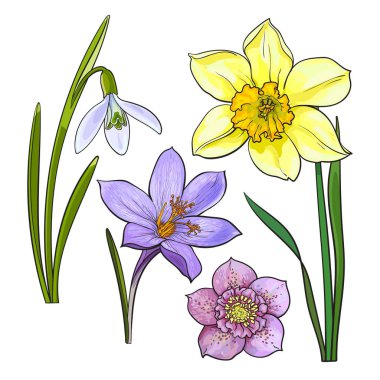 Yaz çiçekler, nergis, kardelen, Çiğdem, sketch vektör çizim seti