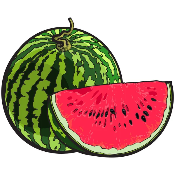 Whole watermelon and red slice with black seeds, sketch illustration — Stock Vector