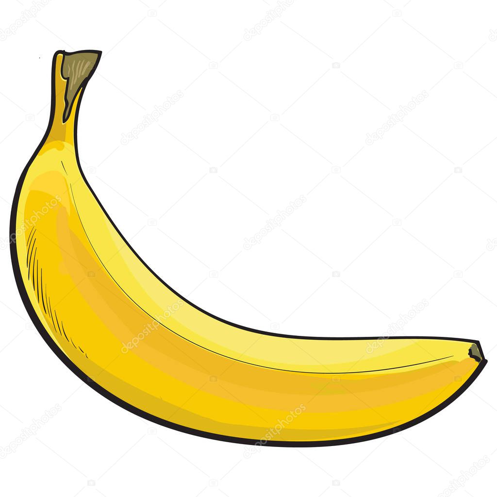 One unopened, unpeeled ripe banana, sketch style vector illustration