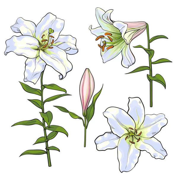 Set di fiori di giglio bianco disegnati a mano, vista laterale, vista dall'alto — Vettoriale Stock
