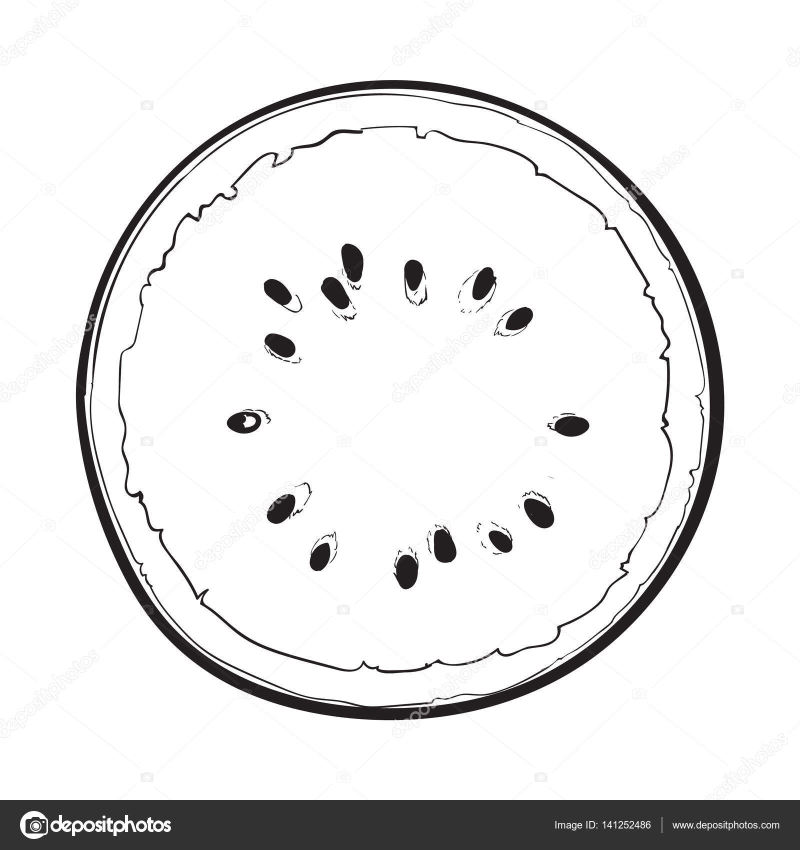 Half of ripe watermelon top view sketch style vector