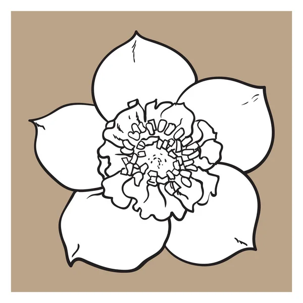 Hellebore, Christmas rose single flower, top view — Stock Vector
