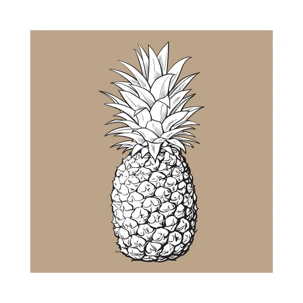 Hela, oskalade, uncut ananas, isolerade skiss stil vektorillustration — Stock vektor