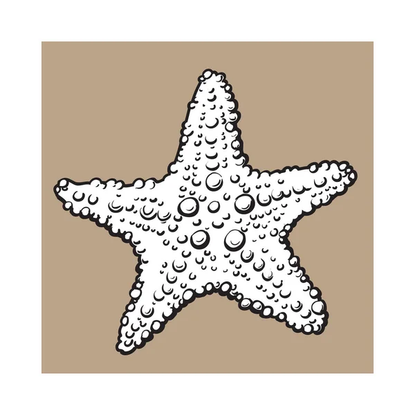 Estrella de mar dibujada a mano, organismo vivo bajo el agua, dibujo estilo vector ilustración — Archivo Imágenes Vectoriales