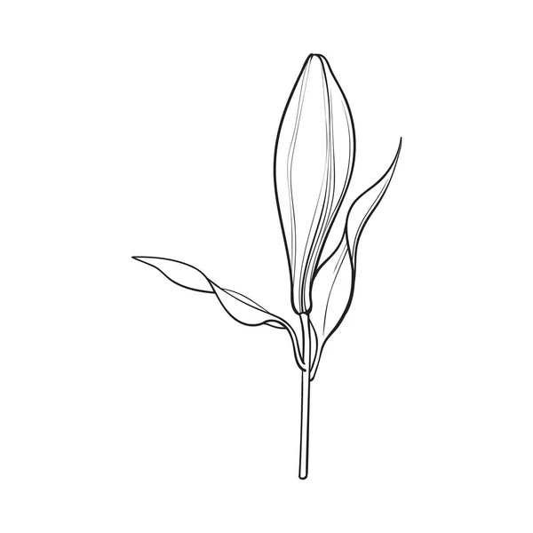 白色的百合花芽与茎、 叶，侧视图 — 图库矢量图片