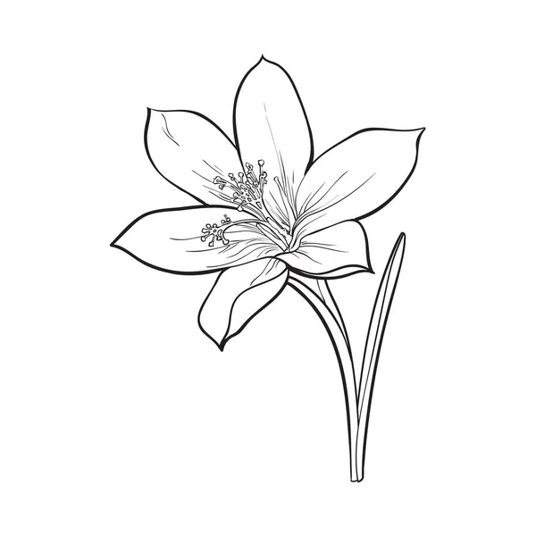 Meia moldura de flores de primavera, elemento de decoração, ilustração  vetorial de esboço imagem vetorial de © Sabelskaya #142180378