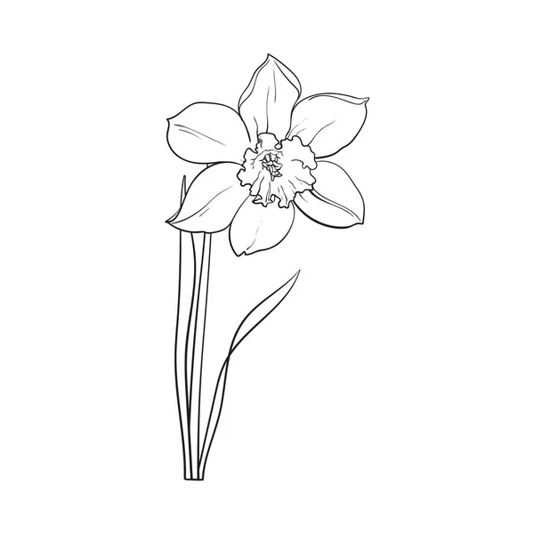 Enda gul påsklilja, Pingstlilja vårblomma med stam och blad — Stock vektor