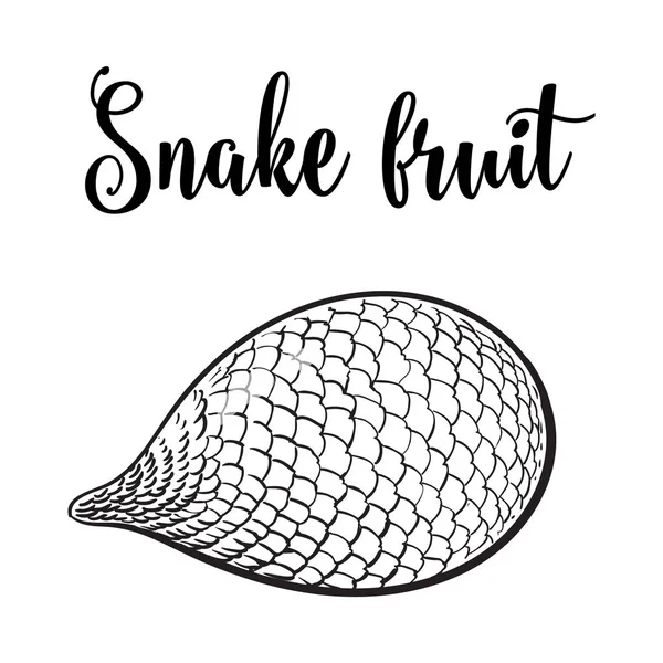 Salak tropical entier non pelé, non coupé, fruits du serpent en position horizontale — Image vectorielle