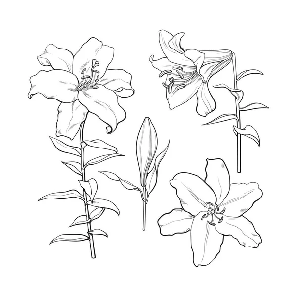 Zbiór kwiatów białej lilii ręcznie rysowane, strony, widok z góry — Wektor stockowy