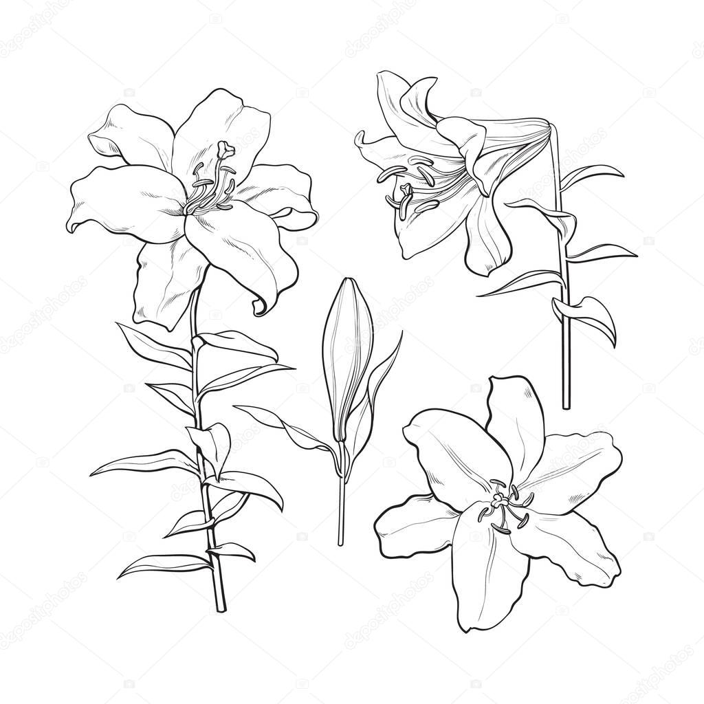Set of hand drawn white lily flowers, side, top view