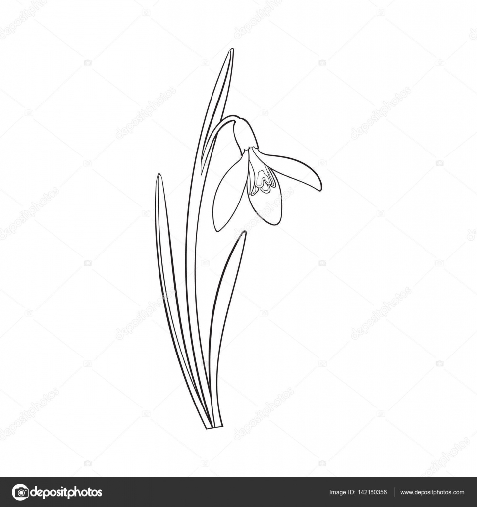 Galanthus Unique Fleur De Printemps Snowdrop Avec Tige Et