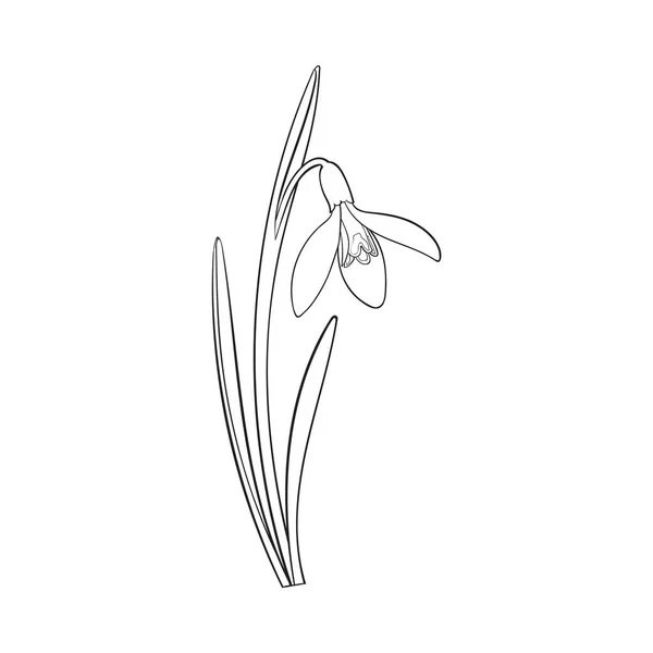 单雪花莲外源，雪莲迎春花与茎、 叶 — 图库矢量图片