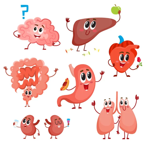 Cute and funny healthy human organ characters — Stock Vector